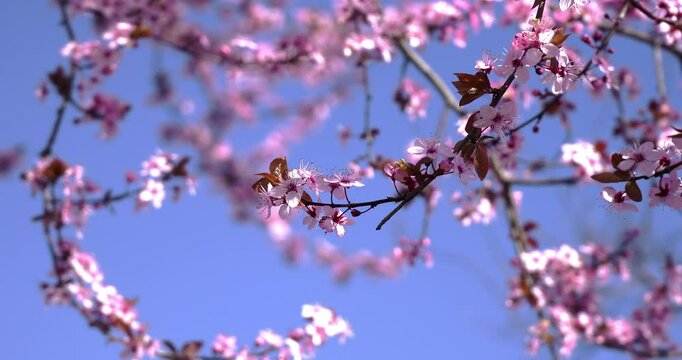 Sakura - Cherry blossoms in spring