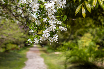 The blooming apple tree. White apple blossoms in park. Soft focus