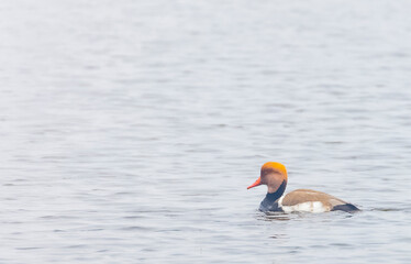 Red-Crested Pochard (Netta rufina) duck floating in water body at forest.