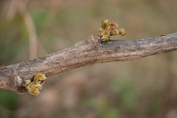 Close-up of tender, fuzzy buds sprouting from the rugged bark of a tree, capturing the essence of early spring growth and nature's quiet resilience.