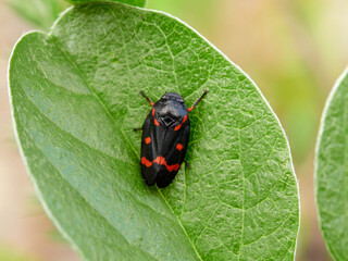 Insect. Cercopis intermedia. Foaming Leafhopper.