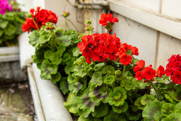 Blooming red geranium on the street