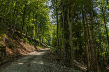 vista panoramica su una strada sterrata che sale lungo il pendio ripido di una montagna nel nord Italia, circondata da alti alberi adulti in una verde foreste, di giorno, in estate