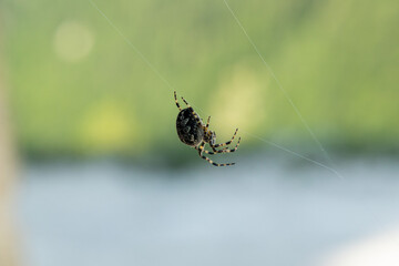 vista macro di un ragno crociato, fermo sulla sua tela con sfondo sfuocato, di colore grigio e verde