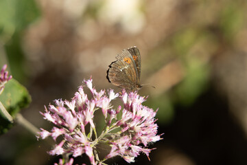 farfalla marrone sulla cima di una pianta con fiori rosa, di giorno, in estate