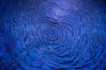 Organic texture of  Whitestar Sheet Coral - Agaricia lamarcki. Hard coral as an abstract background