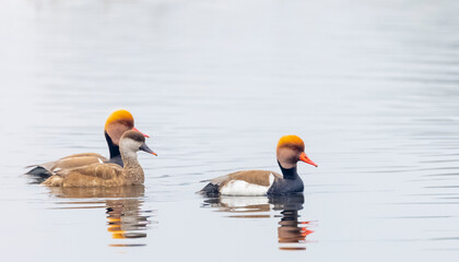 Red-Crested Pochard (Netta rufina) duck floating in water body at forest.