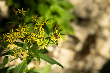 vista macro di una pianta selvatica con fiori gialli (Senecione di Fuchs), in un ambiente naturale di montagna, di giorno, in estate, con sfondo sfuocato