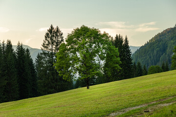 albero verde in primo piano, in mezzo ad un prato di montagna, con erba tagliata, al tramonto, in estate, nell'Italia nord-orientale