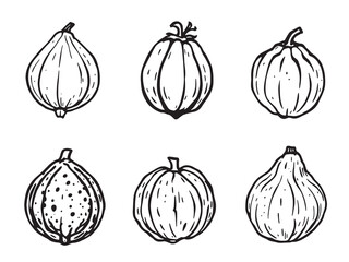 Jicama line art fresh vegetable sketch healthy food illustration black 