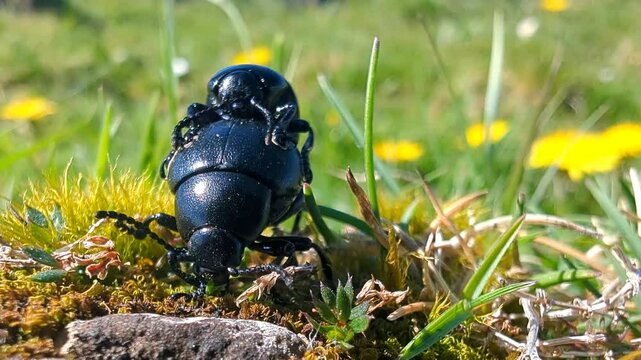 Um encontro rom&acirc;ntico na natureza com um par de besouros em acasalamento