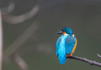 Common Kingfisher (Alcedo atthis) bird perched on tree branch near water body.