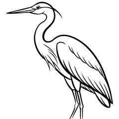 black swan vector illustration