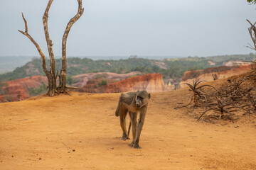 Pawian masajski, znany jak pawian zielony (papio cynocephalus) na wzgórzach kanionu Marafa (Hell's Kitchen), Kenia, Afryka