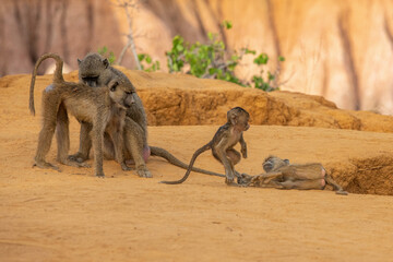 Pawian masajski, znany jak pawian zielony (papio cynocephalus) rodzina z młodymi na wzgórzach kanionu Marafa (Hell's Kitchen), Kenia, Afryka