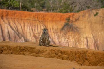 Pawian masajski, znany jak pawian zielony (papio cynocephalus) na wzgórzach kanionu Marafa (Hell's Kitchen), Kenia, Afryka