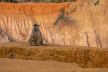 Pawian masajski, znany jak pawian zielony (papio cynocephalus) na wzgórzach kanionu Marafa (Hell's Kitchen), Kenia, Afryka