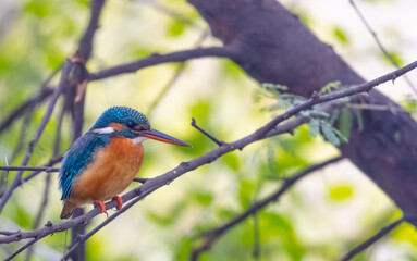 Common Kingfisher (Alcedo atthis) bird perched on tree branch near water body.