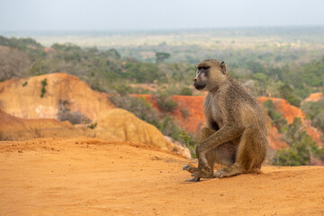 Pawian masajski, znany jak pawian zielony (papio cynocephalus) na wzgórzach kanionu Marafa (Hell's Kitchen), Kenia, Afryka