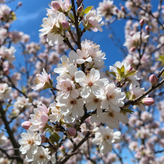 Obraz premium Beautiful apple tree flowers bloom in a bright spring atmosphere against a blue sky