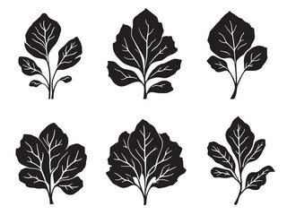 Kangkong line art fresh green leaves illustration 