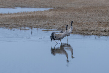 cranes in the spring in the field in the water