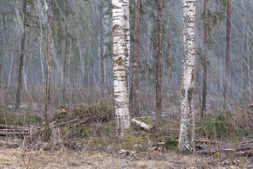 birch forest in the autumn