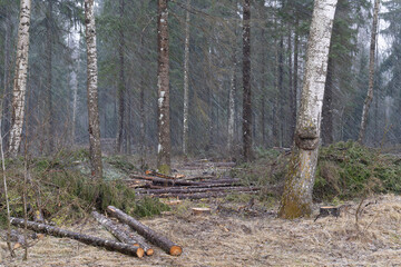 snowfall in a mixed forest