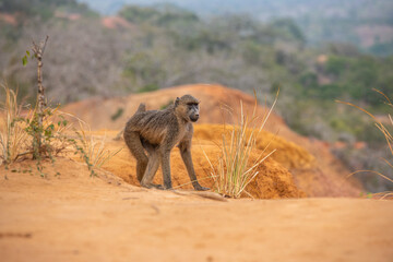 Pawian masajski, znany jak pawian zielony (papio cynocephalus) na wzgórzach kanionu Marafa (Hell's Kitchen), Kenia, Afryka