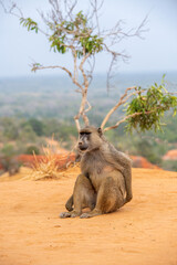 Pawian masajski, znany jak pawian zielony (papio cynocephalus) na wzgórzach kanionu Marafa (Hell's Kitchen), Kenia, Afryka