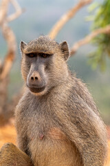 Pawian masajski, znany jak pawian zielony (papio cynocephalus) na wzgórzach kanionu Marafa (Hell's...