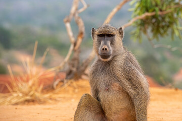 Pawian masajski, znany jak pawian zielony (papio cynocephalus) na wzgórzach kanionu Marafa (Hell's Kitchen), Kenia, Afryka