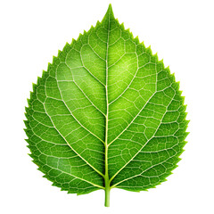 Obraz premium green leaf isolated