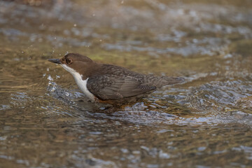 Dipper standing on a rock in a river, close up