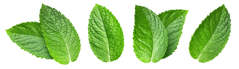 Mint set Clipping Path. Mint leaf isolated on white background with clipping path