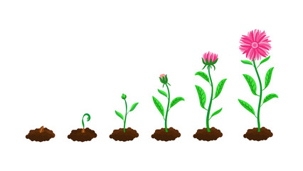 growth stages of a plant, progressing from a seed in soil to a mature plant with a fully bloomed pink flower.