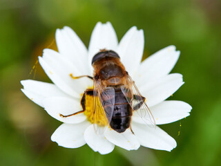 Eristalis similis. Glass-winged Dronefly