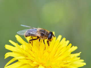 Eristalis similis. Glass-winged Dronefly