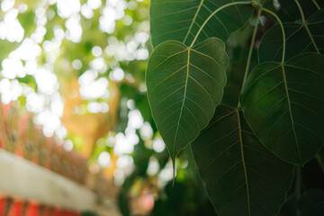 Green bodhi leaf with soft sunlight bokeh, sacred nature, spiritual tranquility, Buddhism, meditation, eco symbol