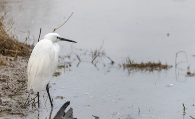 Intermediate egret (Ardea intermedia) bird hunting for fish in water body in foggy winter morning.