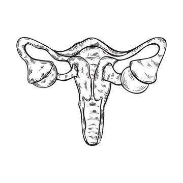 Uterus and ovaries anatomy in engraving style. Line art 
 style of the woman's uterus. Vector illustration	
