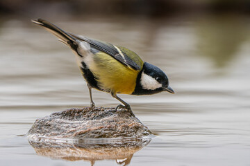Great tit sits on a stone and watches around