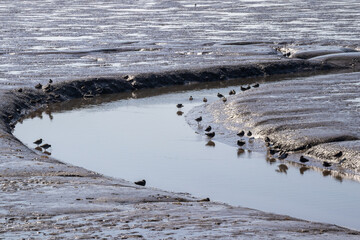 Small wading birds on mud at low tide on River Dee estuary