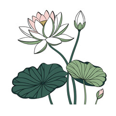 Water Lily in water with leaves