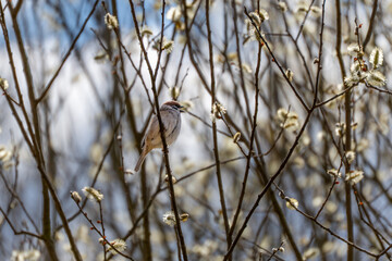 A bird is perched on a branch of a tree. The bird is brown and white. The tree is full of blossoms