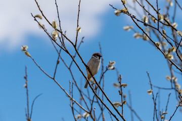 Obraz premium A bird is sitting on a branch of a tree. The sky is blue and there are some clouds