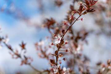 A branch of a tree with a few flowers on it. The flowers are white and have a pink center