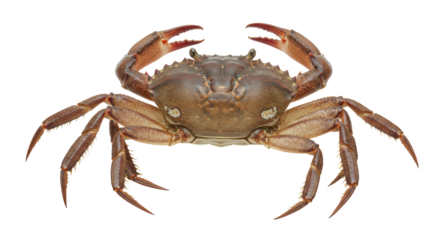 Isolated Crab