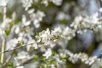 A white flower with a green stem. The flower is in the middle of a tree. The flower is surrounded by green leaves