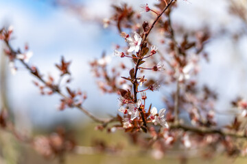 Obraz premium A tree with pink flowers. The flowers are on the branches. The branches are green. The sky is blue